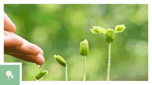 REFORESTACIÓN | REDUCCIÓN Y ABSORCIÓN DEL CO2